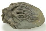 Fossil Crinoid (Cyathocrinites) - Crawfordsville, Indiana #310193-1